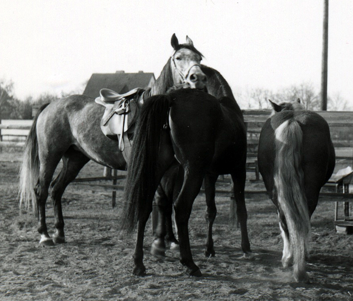 1974 wurde aus dem Fohlen »Enzi« ein Reitpferd