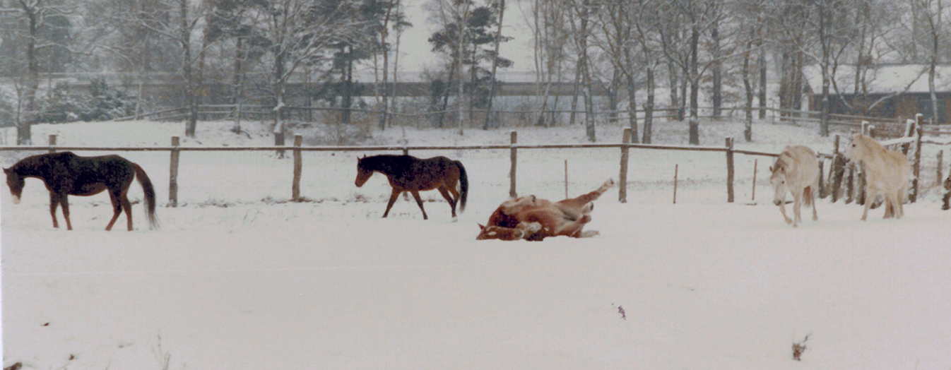 Frohe Weihnachten