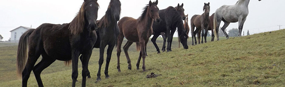 35 Jahre Shagya-Araber-Zucht Alia von Maike und Werner Trendel