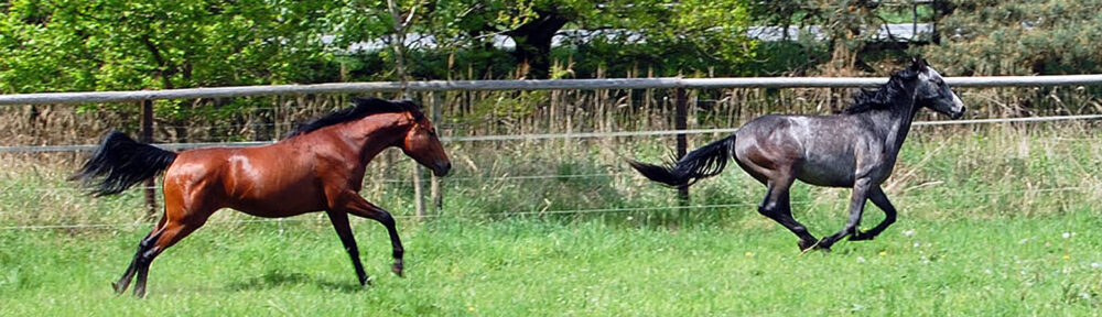 Die Hengstfohlen Gazlan Khan und Aramis  sind die letzten von mir gezogenen Fohlen